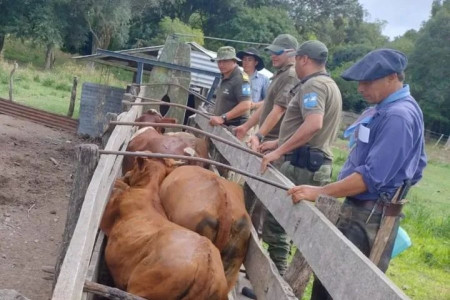 Goya: robó vacas a su padre y las escondió en una isla
